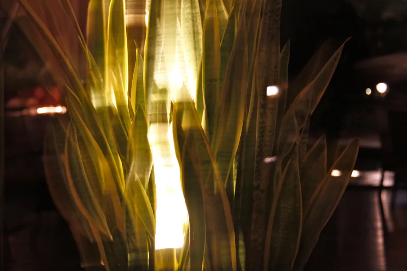 A plant in the light